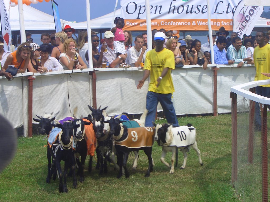 In an African Minute Racing Goats
